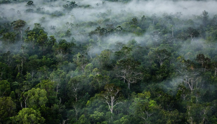 Pasca Putusan MK, Legislator Minta Proyek Food Estate di Lahan Hutan Dihentikan